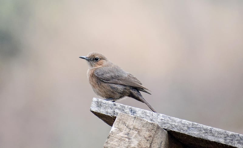 Pacific Wren